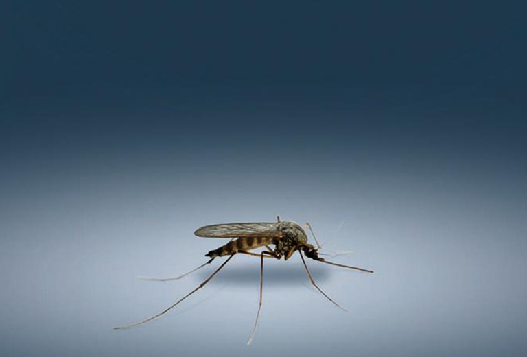  Picture of a lone mosquito