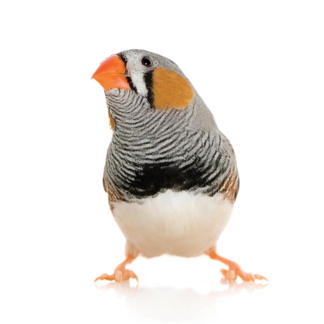 bird with a striped neck and a bright orange beak on a white background