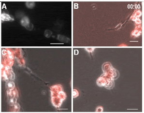 Four moving time-lapse images show red-colored cells traveling along dark paths