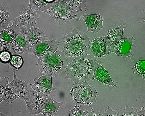 A looping animation of cells under a microscope. Each starts with a small area of glowing green in its center that becomes brighter and more intense until some of the cells seem to pop.