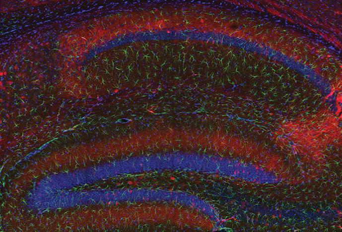 The Lens as Canvas | Harvard Medicine Magazine