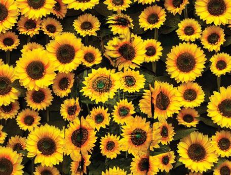 wall of sunflowers with human figure disguised within 