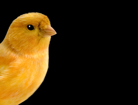 Canary against black background