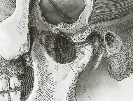 line drawing of a detail of a human skull