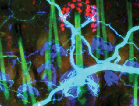 Neurobiology closeup