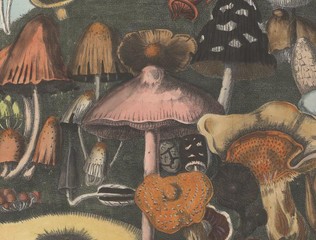 detail from a lithograph of mushrooms, many of which have psychogenic properties