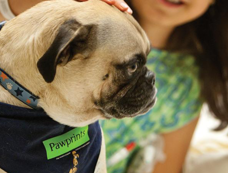 GIMME A PUG: Phil visits a young patient during his rounds as a volunteer for Pawprints, the therapy dog-visitation program at Boston Children’s Hospital.
