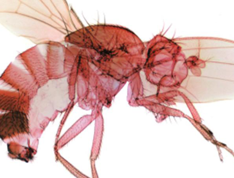 X-ray of a bug