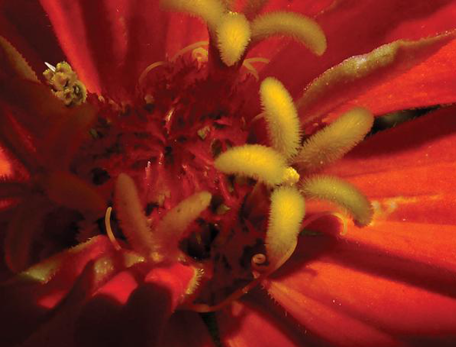 close-up of red blossom showing center area fruiting