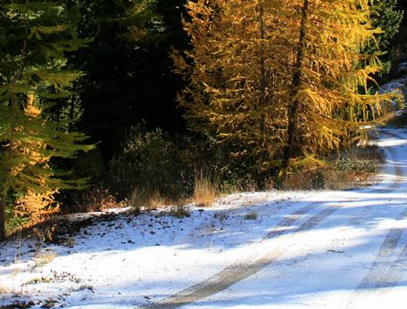Rural road passing through trees, taken during autumn foliage season