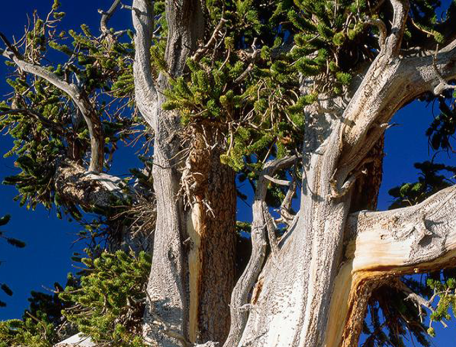 Old tree against blue sky