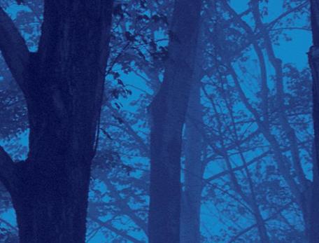 Image of trees at night