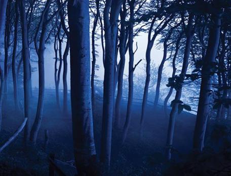 moon light through trees in a dark forest 