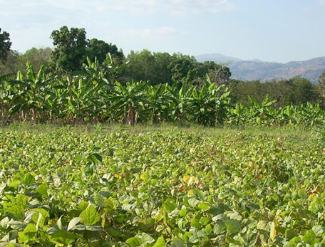 green vegetation with mountains behind