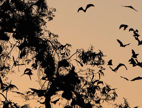 a bunch of black birds flying against a sunset sky