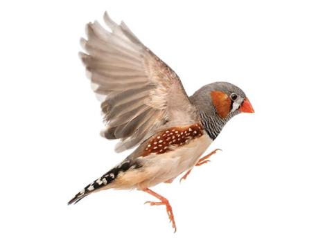 grey and red bird flying on white background