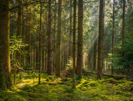 A forest with moss on the ground and light streaming through the trees