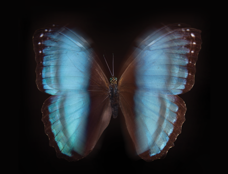 A butterfly with blue wings mid-flight against a black background