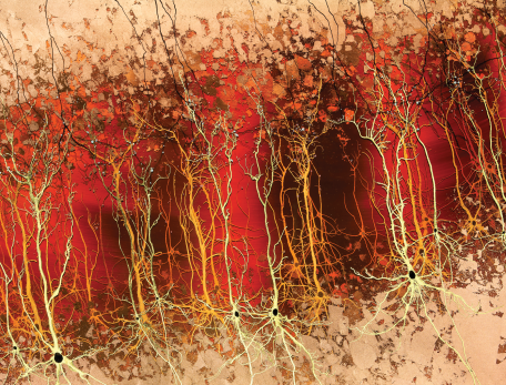 An artist's depiction of the cerebral cortex shows a tangled mass of neurons