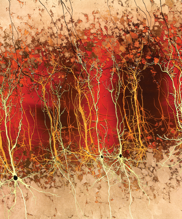 Designing Brain-Computer Interfaces That Connect Neurons to the Digital ...