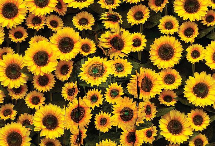 wall of sunflowers with human figure disguised within 