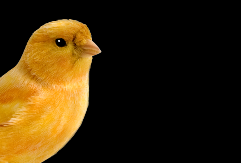 Canary against black background