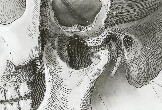 line drawing of a detail of a human skull