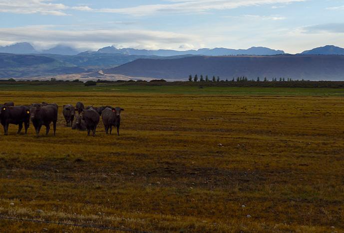 rangeland in Wyoming with cattle grazing and mountains in the background