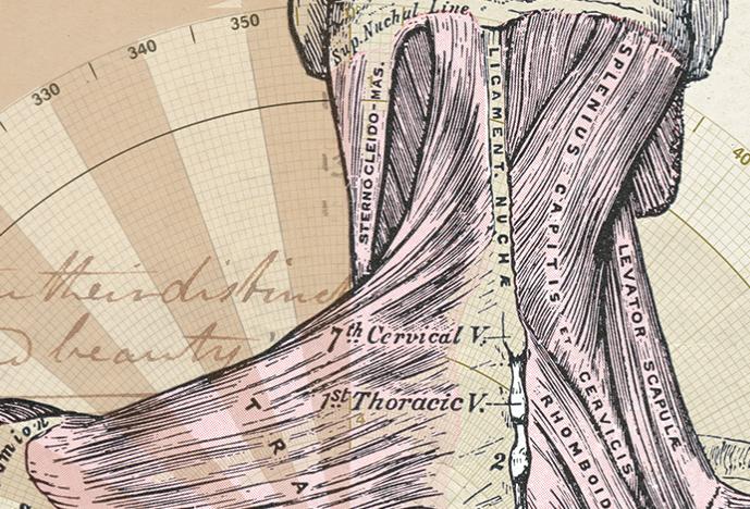 anatomical drawing of neck and base of head, rear view