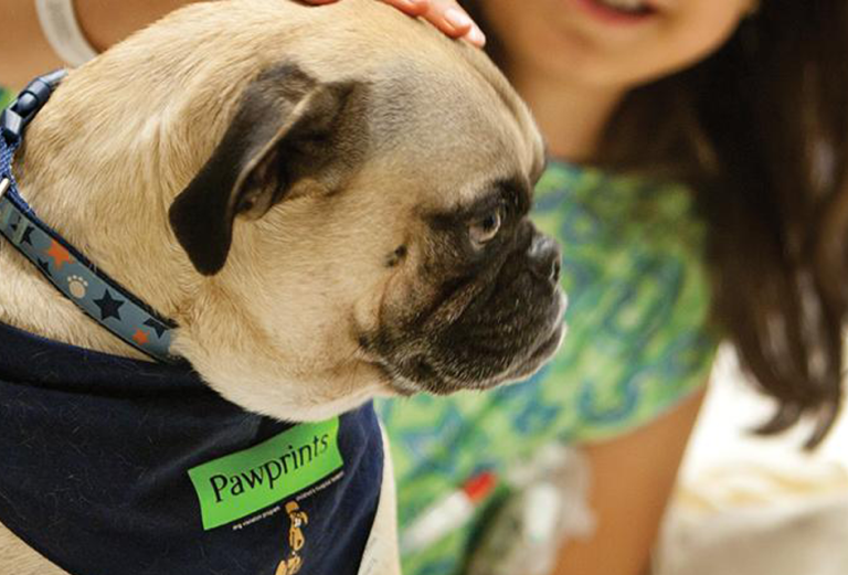 GIMME A PUG: Phil visits a young patient during his rounds as a volunteer for Pawprints, the therapy dog-visitation program at Boston Children’s Hospital.