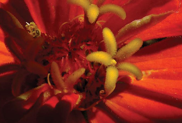 close-up of red blossom showing center area fruiting