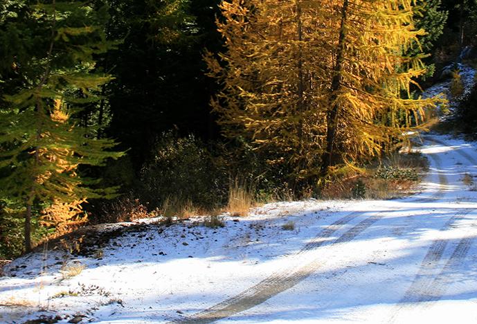 Rural road passing through trees, taken during autumn foliage season