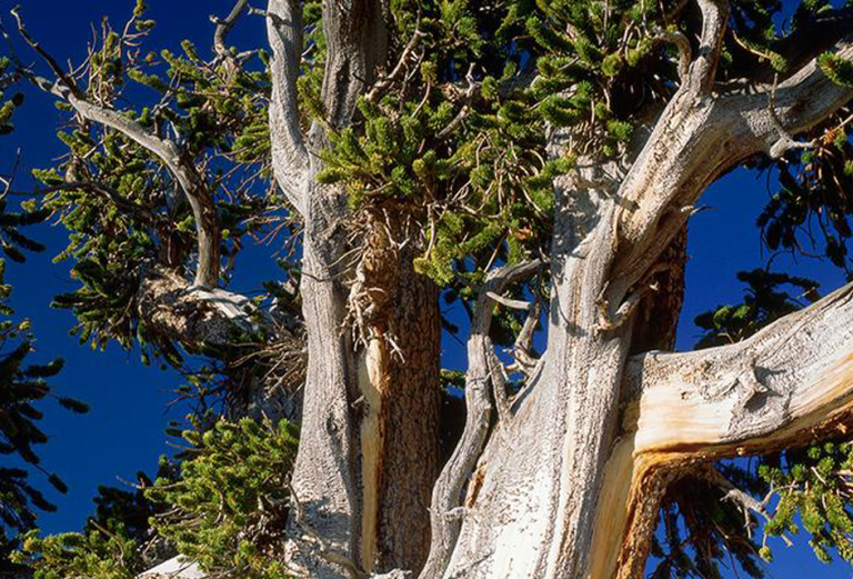 Old tree against blue sky