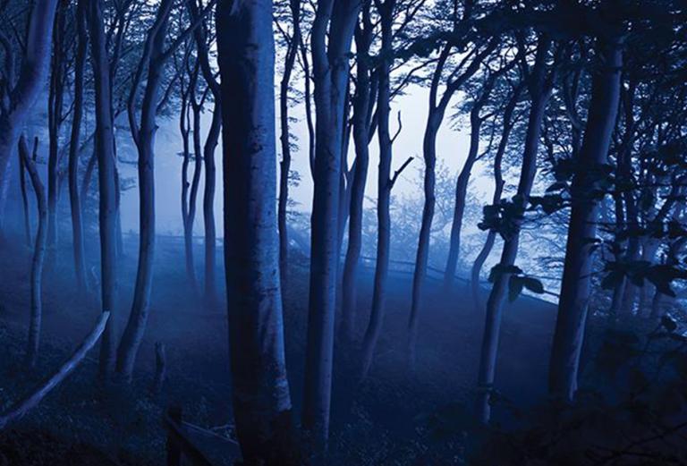 moon light through trees in a dark forest 