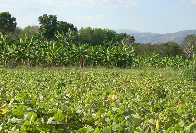 green vegetation with mountains behind