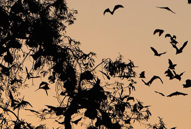 a bunch of black birds flying against a sunset sky