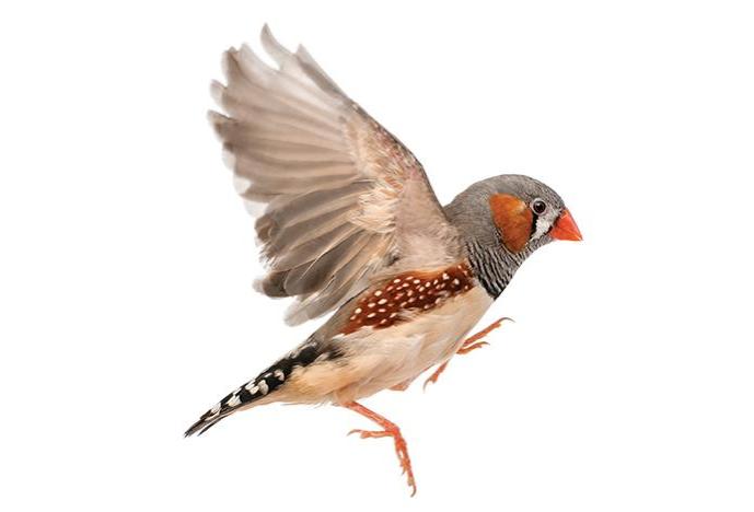 grey and red bird flying on white background