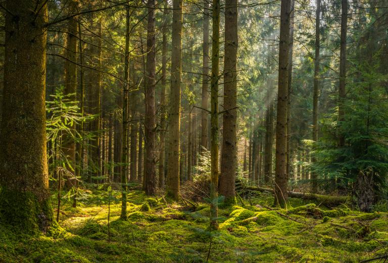 A forest with moss on the ground and light streaming through the trees