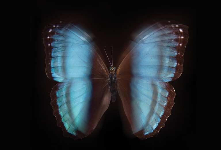 A butterfly with blue wings mid-flight against a black background