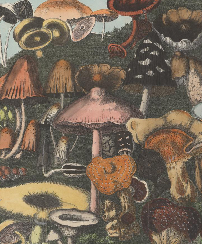 detail from a lithograph of mushrooms, many of which have psychogenic properties