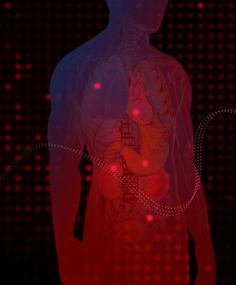 An illustrated outline of the human body with different organs lighting up in red