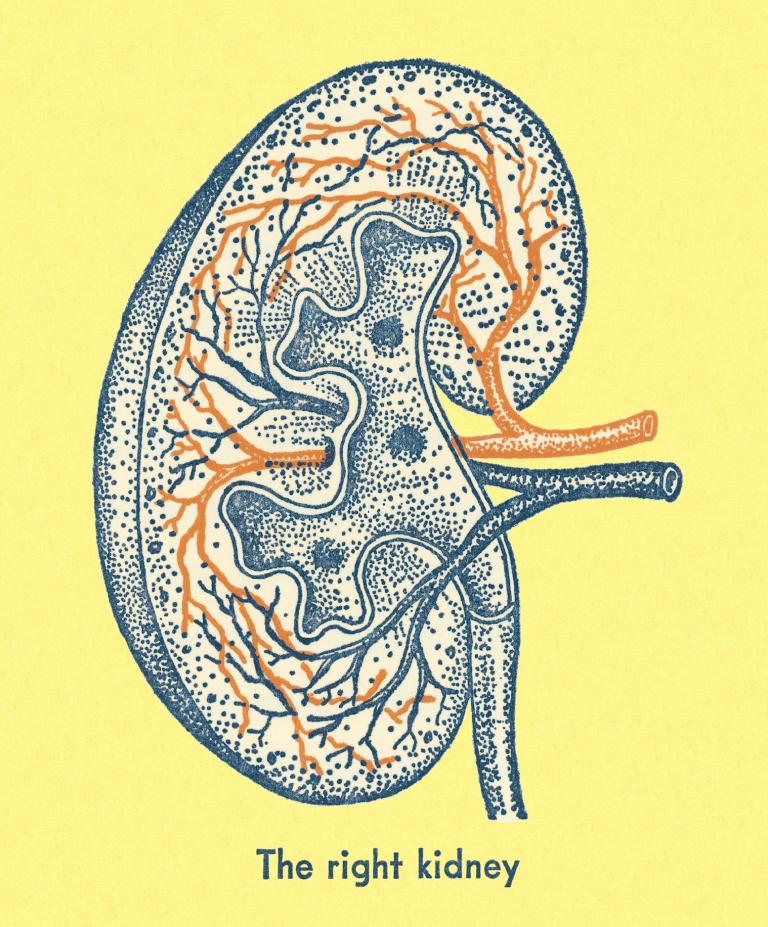 An illustration of a kidney. Text below it reads "the right kidney."