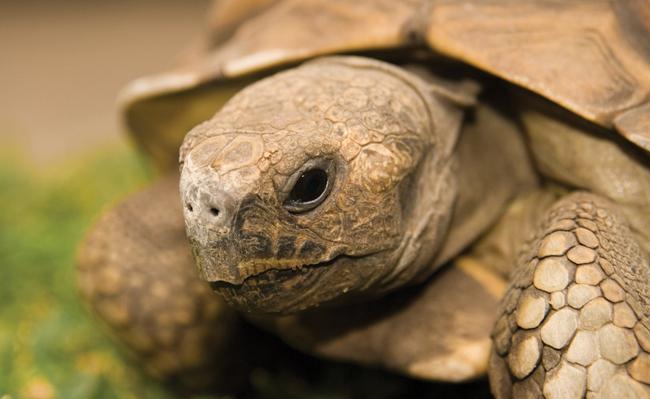 Image of tortoise