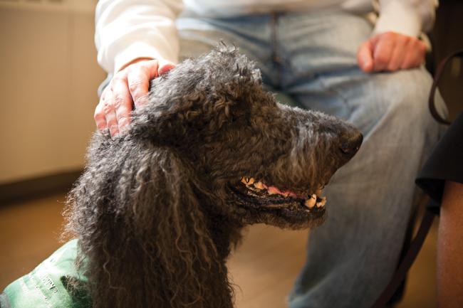 GOODWILL AMBASSADOR: Cosmo regularly visits Beth Israel Deaconess Medical Center, bringing a comforting presence that patients appreciate.