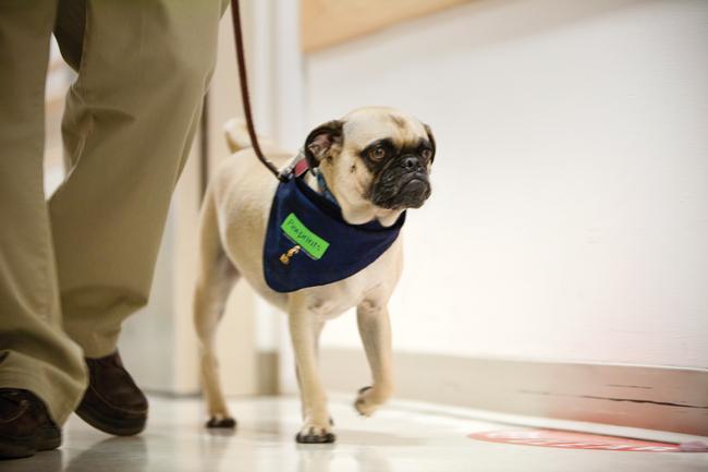 Phil the pug walking