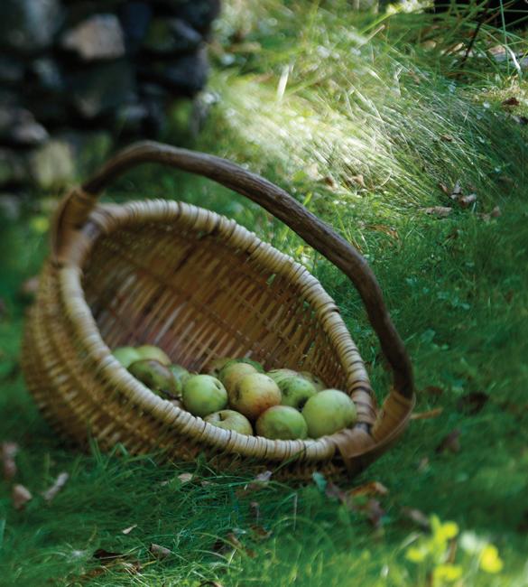 Basket of Apples