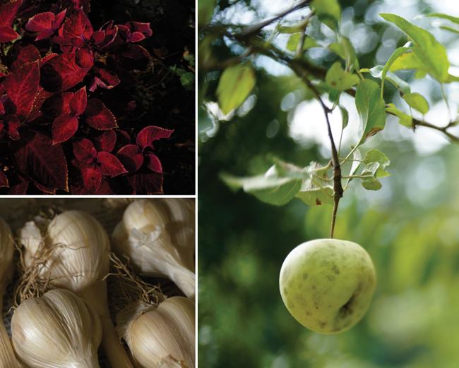 Three image collage with apple, garlic and flowering plant