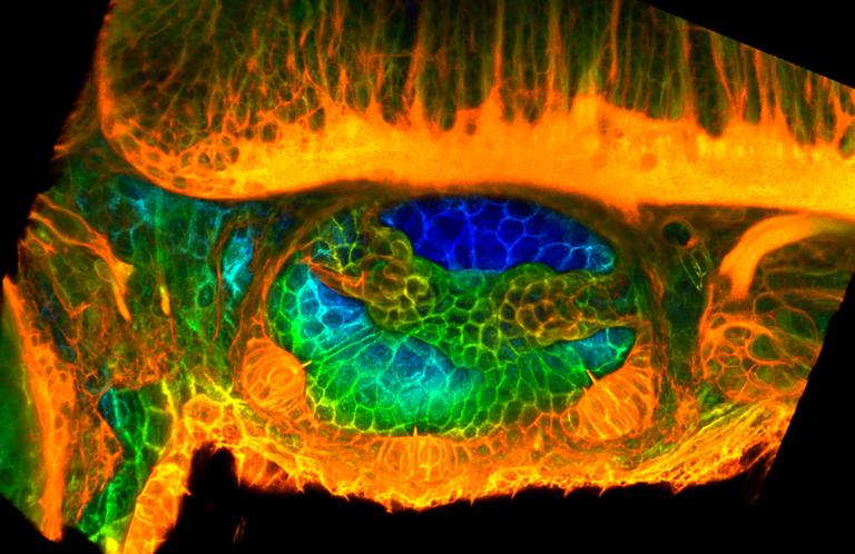 Micrograph of the inner ear of a zebrafish
