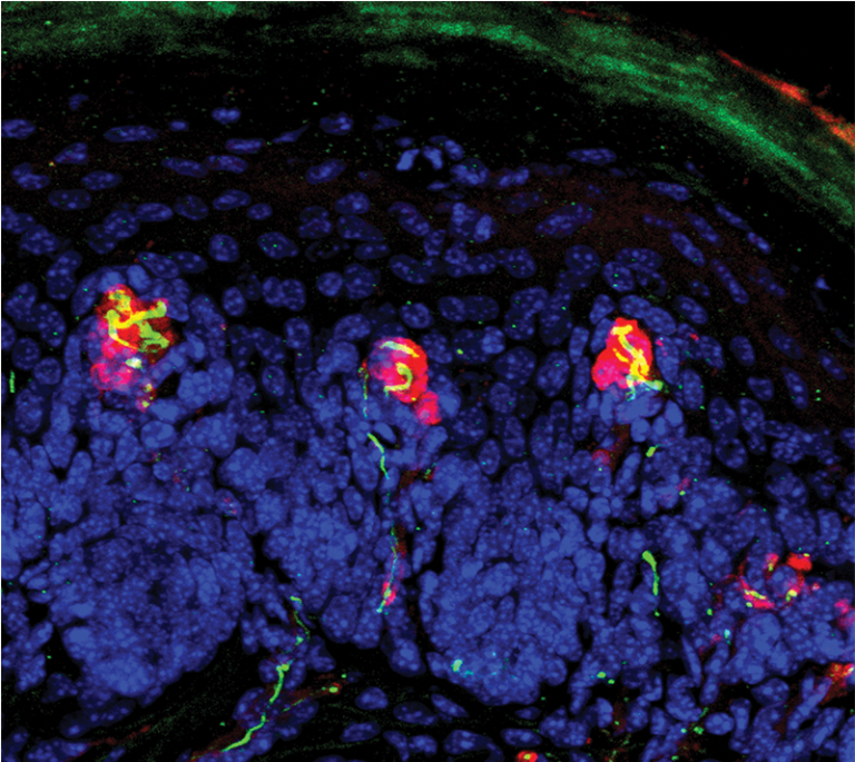 Skin cells and sensory neuronal endings