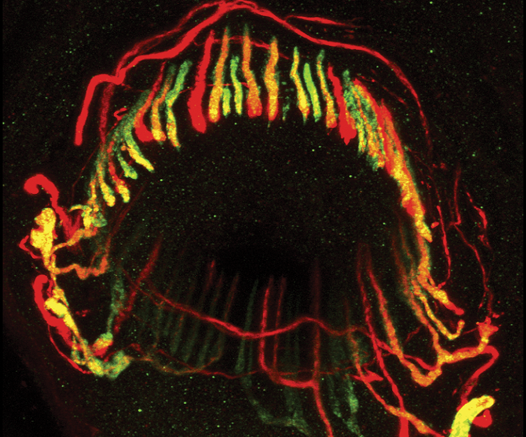 Sensory neurons